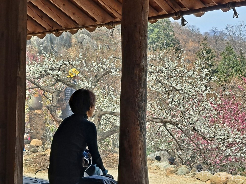 ▲한 관광객이 초가집 마루에서 매화 삼매경에 빠졌다. ⓒ조찬현