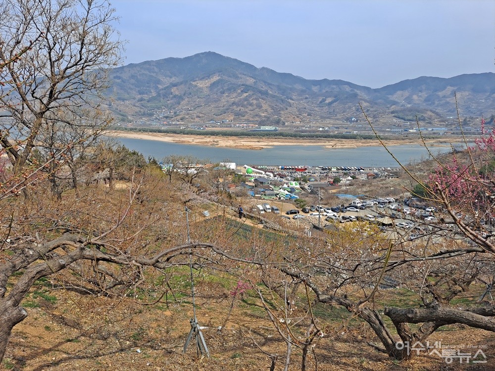▲ 멀리 섬진강이 흐른다. 전남 광양 다압면 도사리에 위치한 이곳 농원은 섬진강을 사이에 두고 건너는 경남 하동 땅이다.ⓒ조찬현