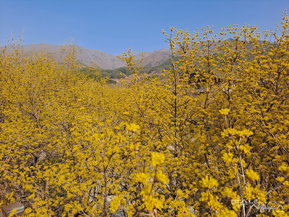▲ 반곡마을 길가에서 바라본 산수유 꽃 핀 풍경은 꽃 멀미가 날듯하다. 멀리는 지리산이다.ⓒ조찬현