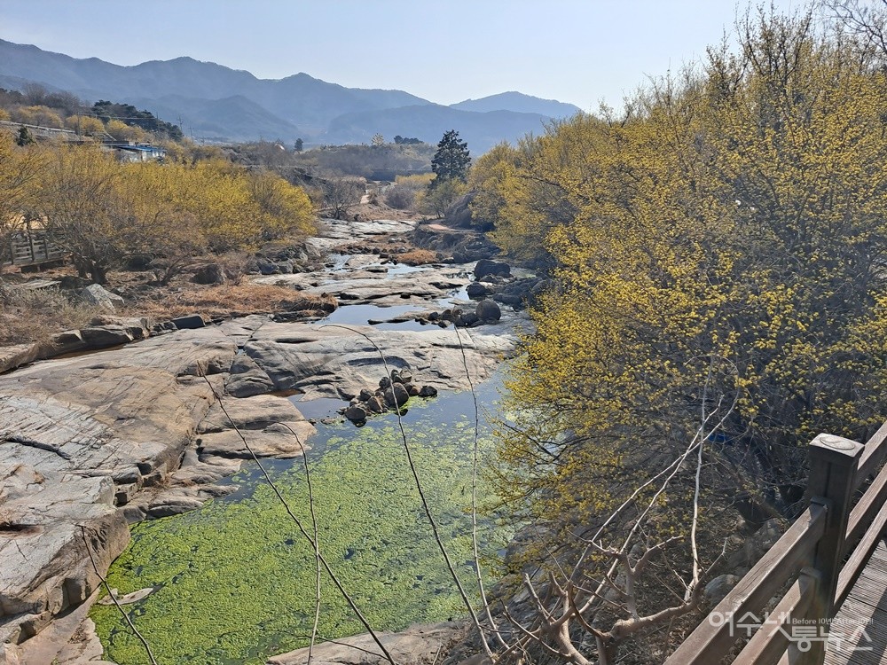 ▲ 개울물은 오랜 가뭄 탓에 새파란 녹조가 한가득 끼었다.ⓒ조찬현