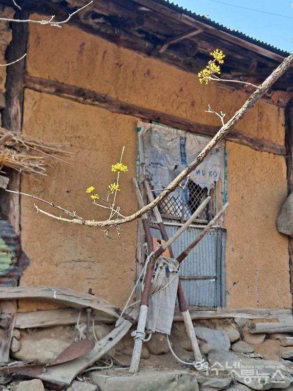 ▲ 사람 떠난 빈집 뒤란에도 산수유꽃이 피어나고 있다.ⓒ조찬현