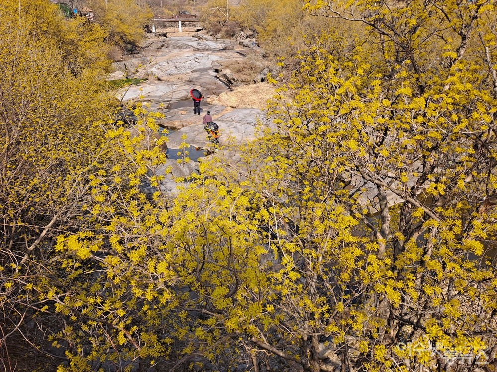 ▲산수유 꽃 너머 개울을 가로질러 관광객이 걷고 있다. ⓒ조찬현