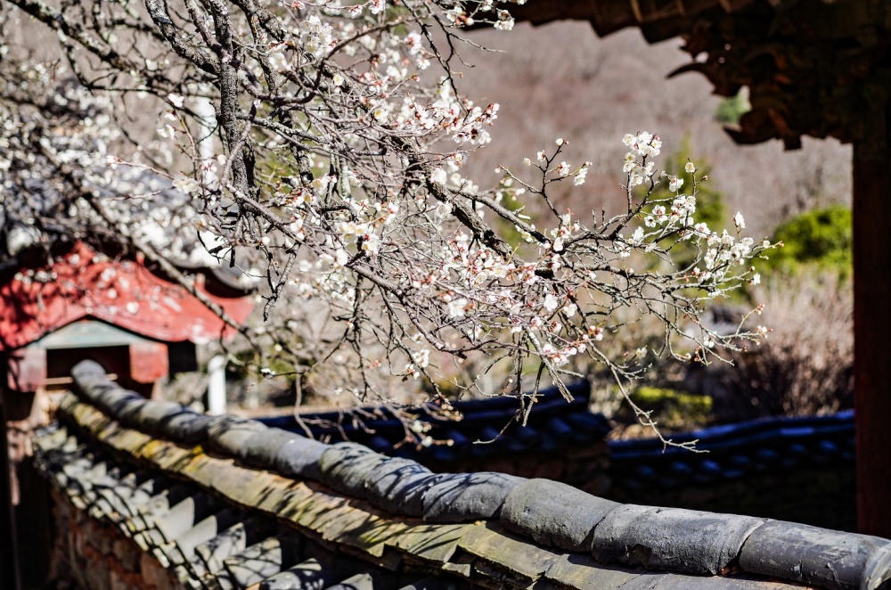 ▲ 선암매와 원통전 담장