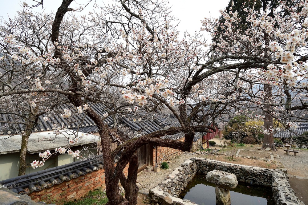 ▲ 순천 선암사 선암매