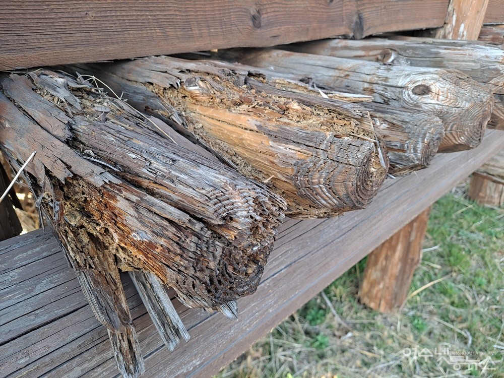 ▲바닥 통나무 대부분이 썩어들어가고 있다. ⓒ조찬현