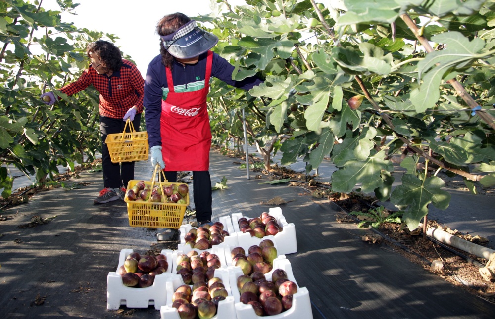 ▲ 농업인 월급제 지급 품목(무화과)