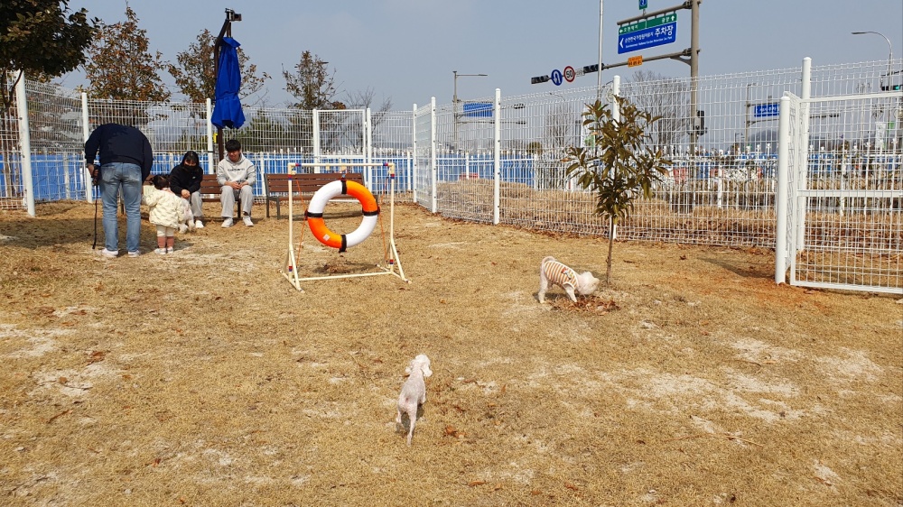 ▲ 뛰노는 반려견