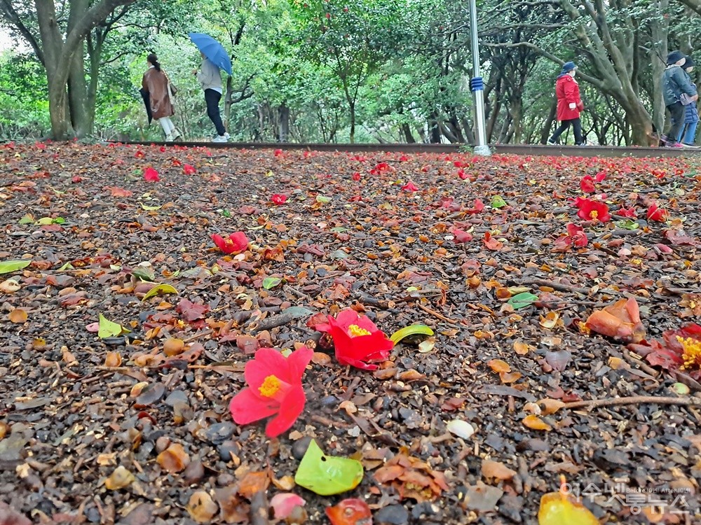 ▲동백은 떨어진 꽃도 참 곱다. ⓒ조찬현