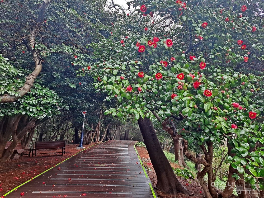 ▲동백섬 여수 오동도에 동백꽃이 활짝 피었다. ⓒ조찬현