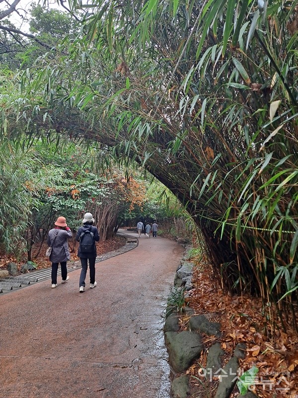 ▲오동도 신이대 숲길이다.  ⓒ조찬현