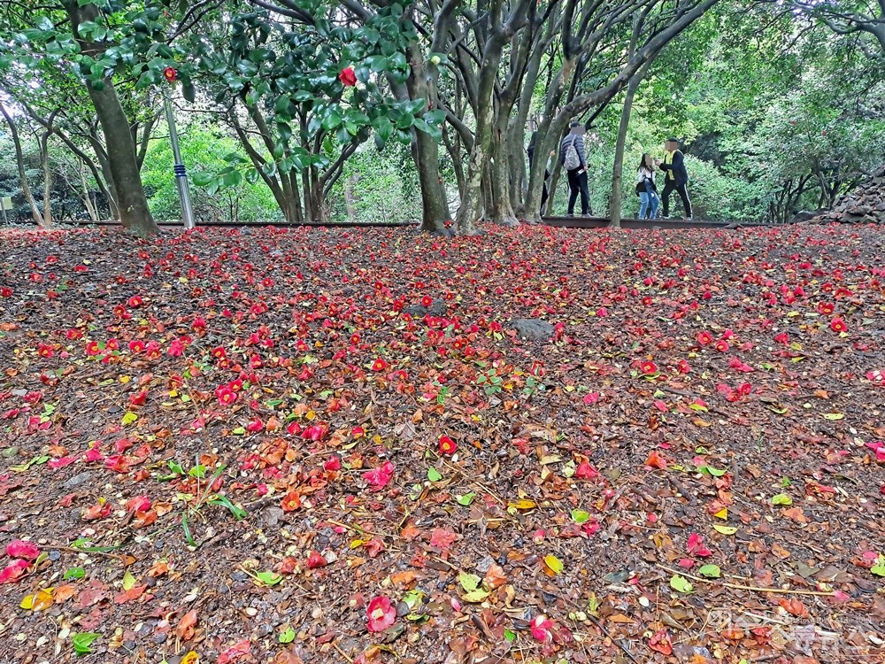 ▲땅에 떨어져 처연하게 지는 꽃이 아름다운 건 아마도 동백꽃뿐일 것이다.  ⓒ조찬현