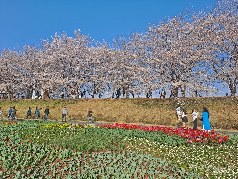 ▲ 순천 동천 30리에 봄꽃의 향연이 펼쳐지고 있다.ⓒ조찬현
