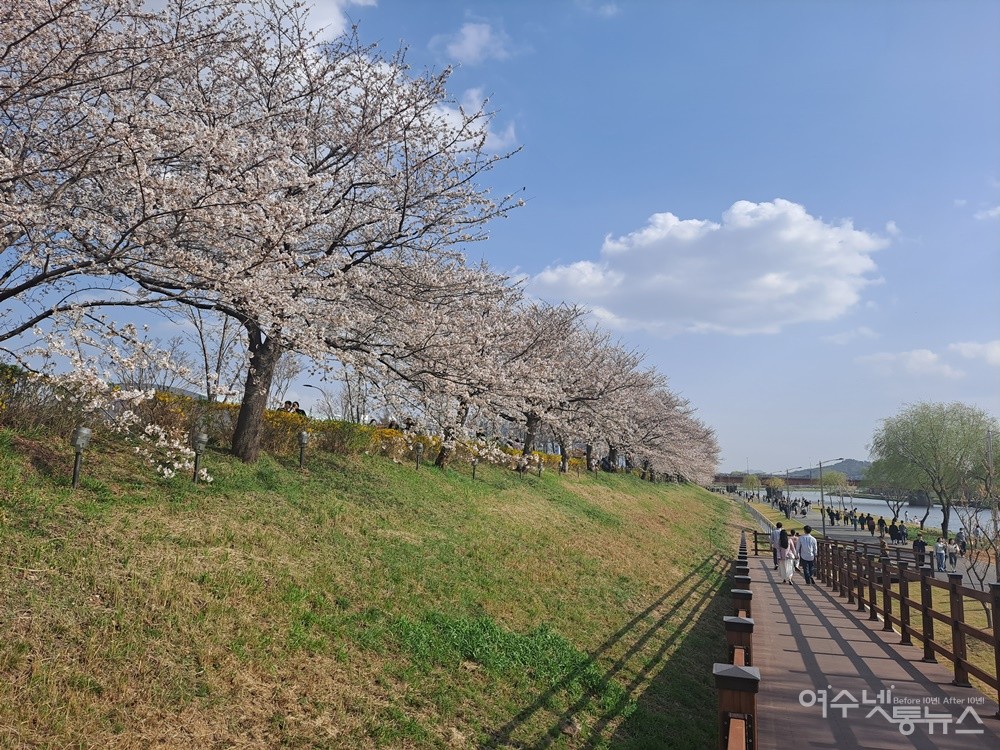 ▲ 은하수 같은 벚꽃길이 끝없이 펼쳐진다.ⓒ조찬현