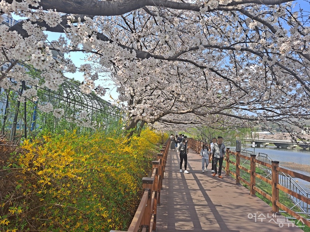 ▲동천변에 꽃물결 사람의 물결이 이어진다. ⓒ조찬현