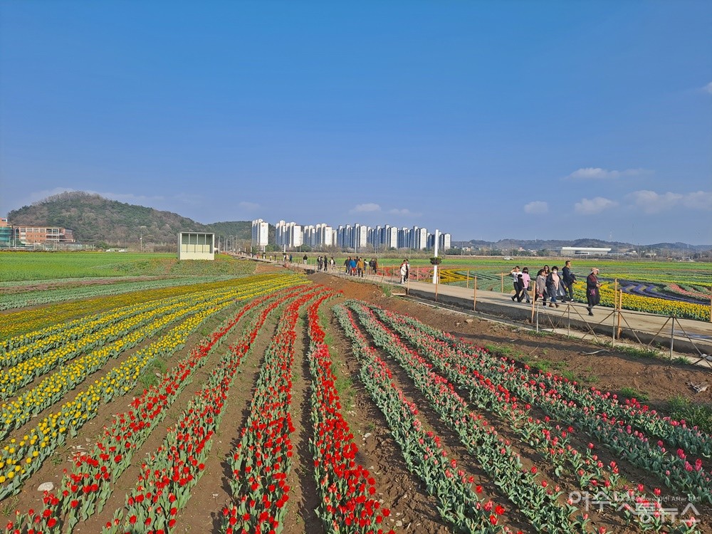 ▲2023순천만국제정원박람회장 근처에 조성된 꽃밭이다. ⓒ조찬현