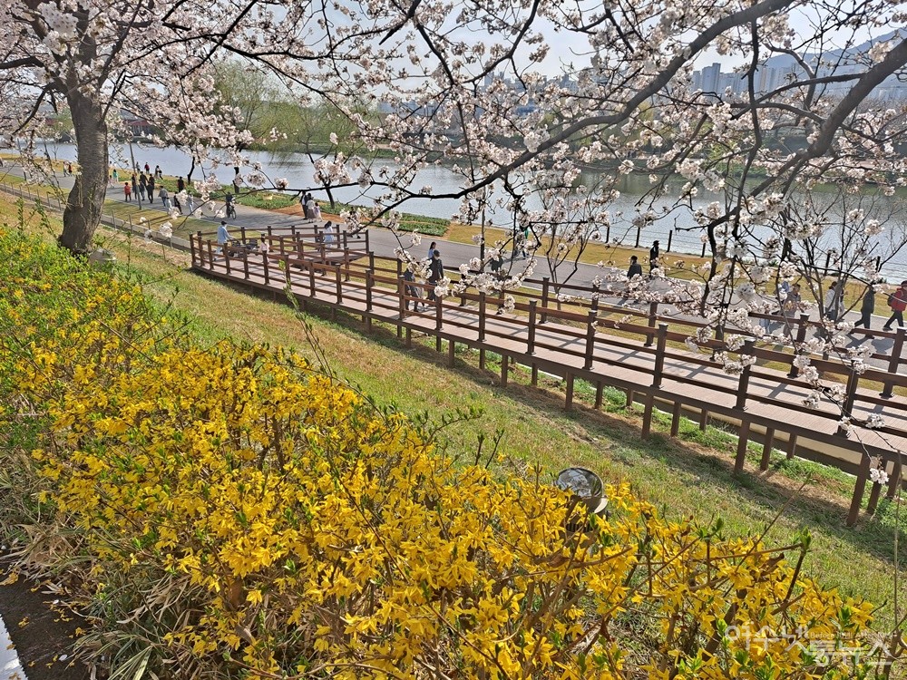 ▲개나리와 벚꽃 흐드러진 순천 동천 벚꽃길을 시민들이 걷고 있다. ⓒ조찬현
