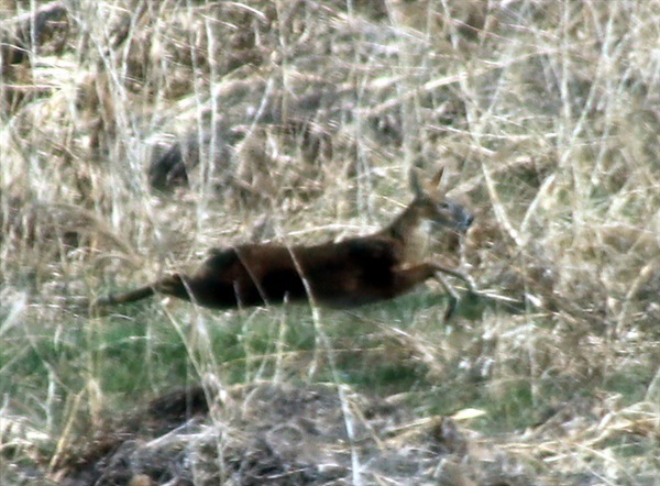 ▲ 폭 1km쯤 밖에 안 되는 제월습지 인근 섬진강변을 걷던 내 앞에 고라니와 개가 쫓고 쫓기는 추격전을 벌이고 있었다. 개는 네 다리로, 고라니는 날아다니는 것같은 속도로 달리니 게임이 되지 않았다. 섬진강댐 축조 후 넓은 강안에 습지가 생겨 동물들의 서식처가 되었다. 섬진강변 습지에서 고라니가 산다는 건 내 어릴적에는 상상할 수 없는 일이었다. ⓒ 오문수
