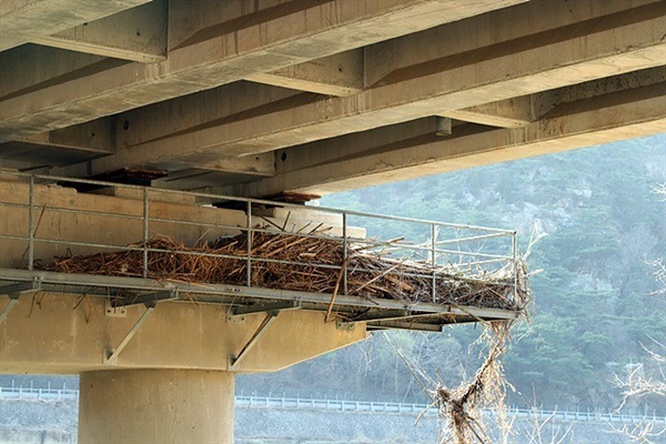 ▲ 금곡교 인근 다리교각 상판 부분에 쌓여 있는 섬진강 홍수 잔해가 당시 얼마나 물이 차올랐는지를 보여준다 ⓒ 오문수