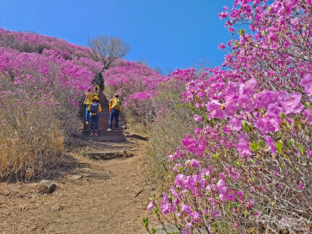 ▲진달래꽃 활짝 피어난 봄날 영취산 꽃동산에 오르면 세상사 부러울 게 없다. ⓒ조찬현