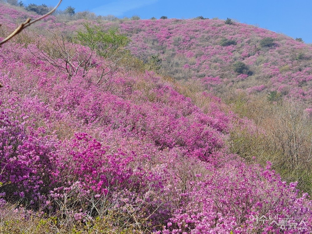 ▲영취산 산능선을 따라 펼쳐진 진달래 꽃물결은 보는 이로 하여금 탄성을 자아낸다.  ⓒ조찬현