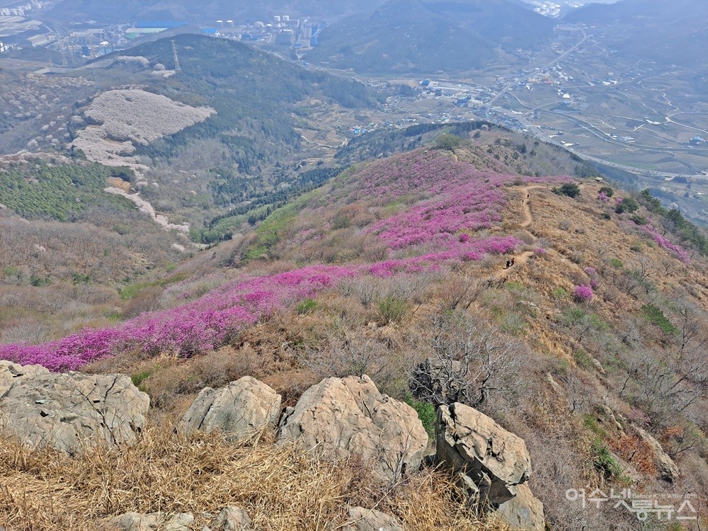 ▲여수 영취산 상암동 뒤편 산자락에는 산벚꽃이 활짝 피었다. 능선은 진달래 꽃동산이다. ⓒ조찬현