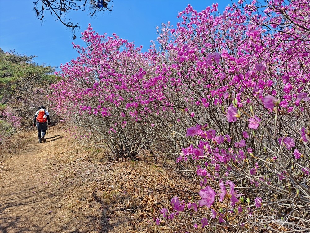 ▲여수 영취산은 국내 진달래 군락지 중 최고의 명소로 꼽힌다. ⓒ조찬현