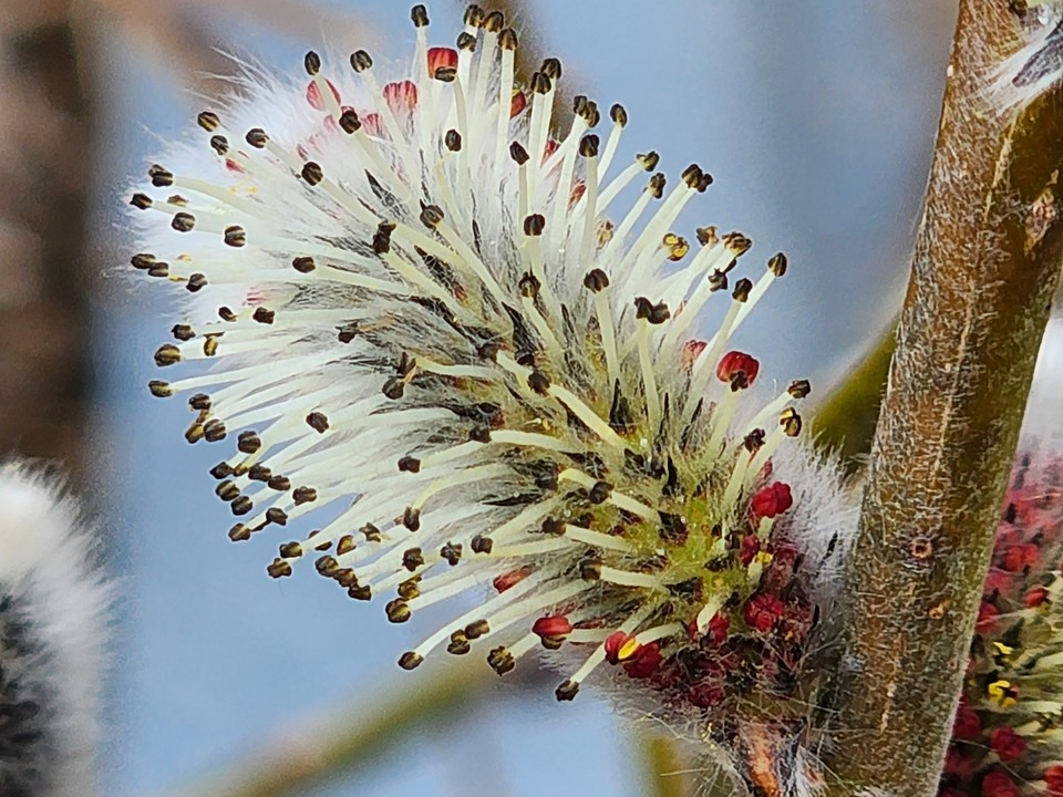 ▲ 나는 순백색의 진실만을 말한다.