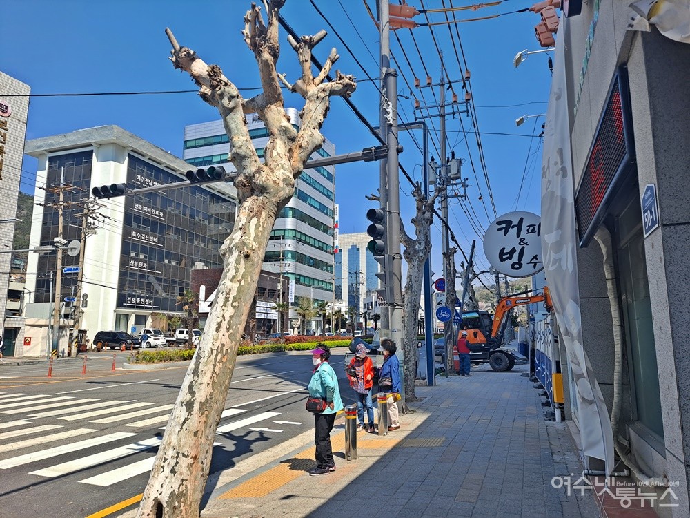▲여수 전남병원 횡단보도 앞, 아름드리 가로수가 몸통만 남은 채 무참히 잘려나갔다. ⓒ조찬현
