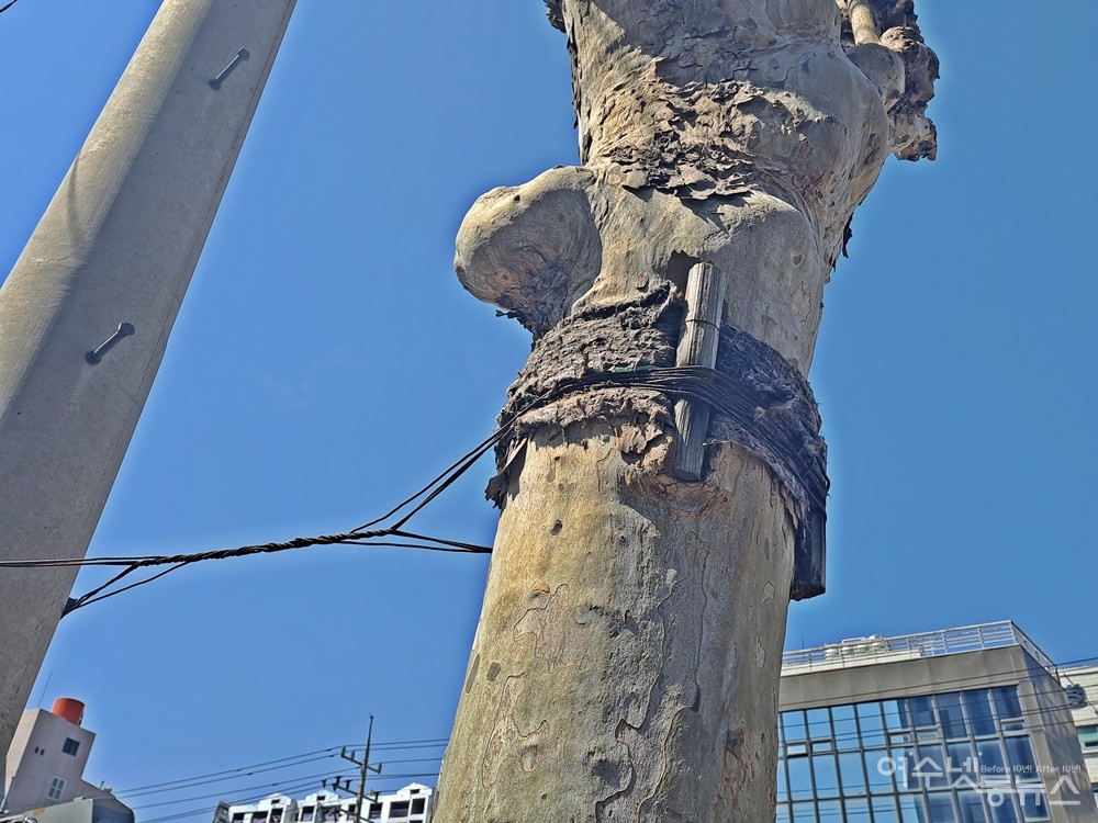 ▲전봇대와 철사에 묶인 채 덧댄 나무 조각에 생채기가 생긴 가로수다. 짓눌린 흉물스러운 상처는 보는 이의 마음을 안타깝게 한다. ⓒ조찬현