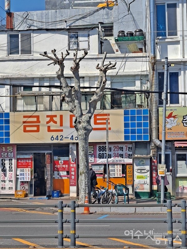 ▲ 여수 서교동 금진마트 앞 양버즘나무 가로수다. 윗부분이 싹둑 잘렸다.ⓒ조찬현