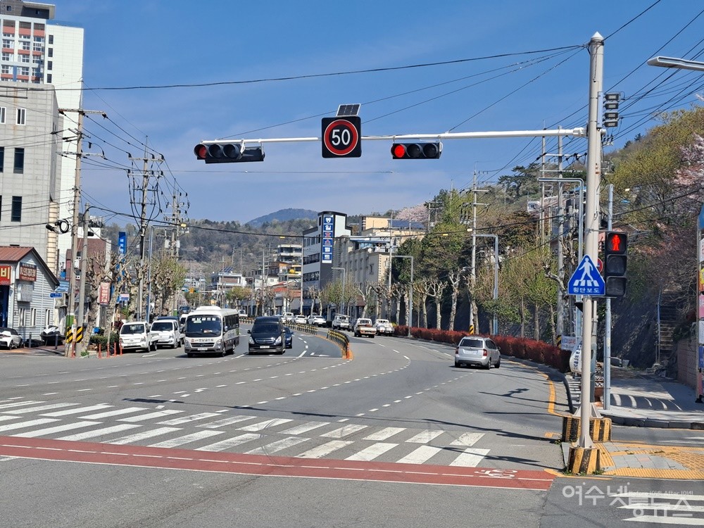 ▲여수시의 무분별한 가로수 닭발 가지치기는 유독 양버즘나무에 집중했다.  ⓒ조찬현