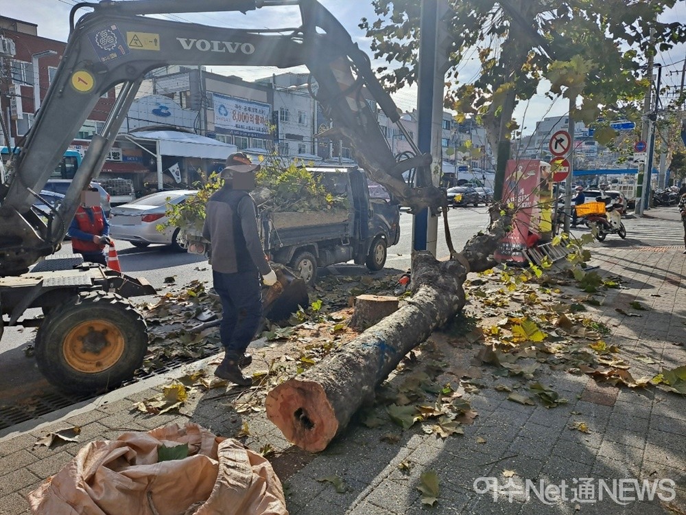 ▲ 조경업체 인부가 전기톱으로 자른 가로수다. ⓒ조찬현