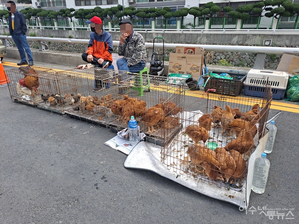 ▲연등천 하천가에서 오림동 아저씨가 닭을 팔고 있다.  ⓒ조찬현
