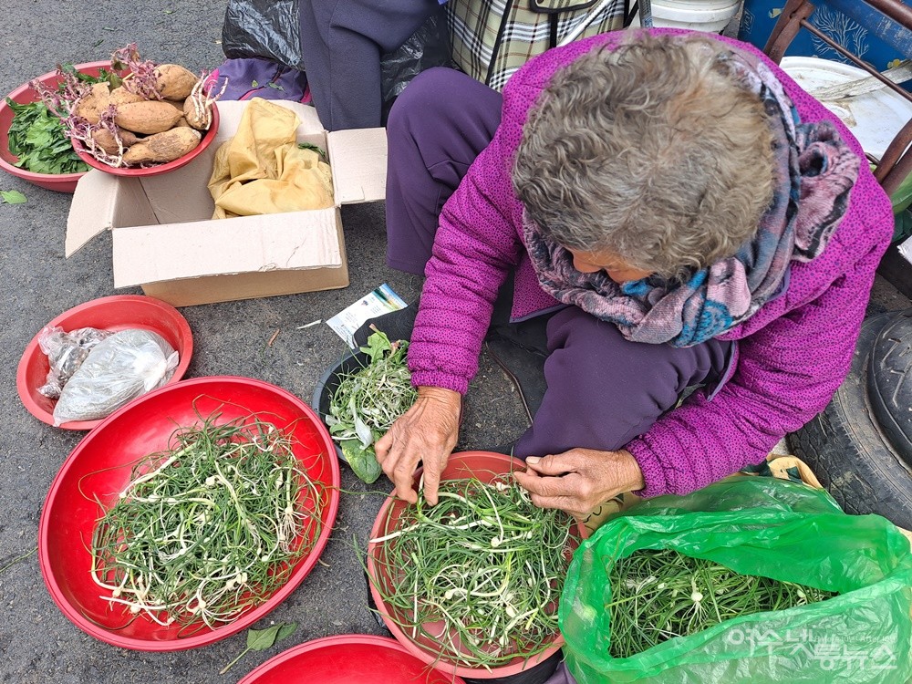 ▲힛도에서 온 김씨 할머니가 밭에서 캐온 달래를 손질한다. ⓒ조찬현