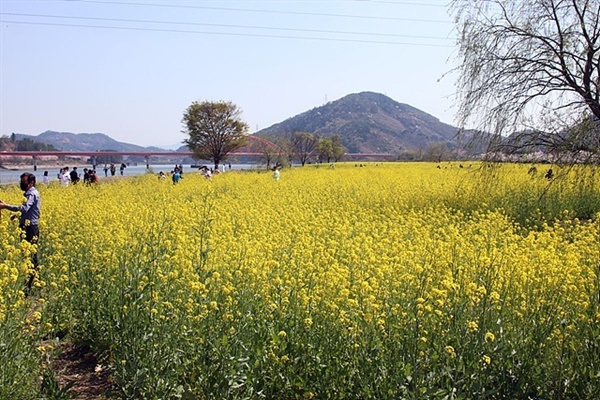 ▲중섬 고수부지 천변에 만개한 유채꽃밭을 찾은 관광객들이 사진촬영에 여념이 없다. 도로가 좁아 인근 주민들은 불편해한다고 한다.ⓒ 오문수