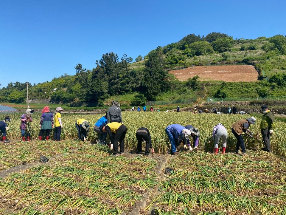 ▲돌산 마늘밭 수확 현장