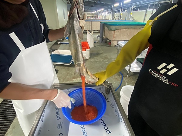 ▲ 연어 방류를 위해 알을 모으는 모습 ⓒ 섬진강어류생태관