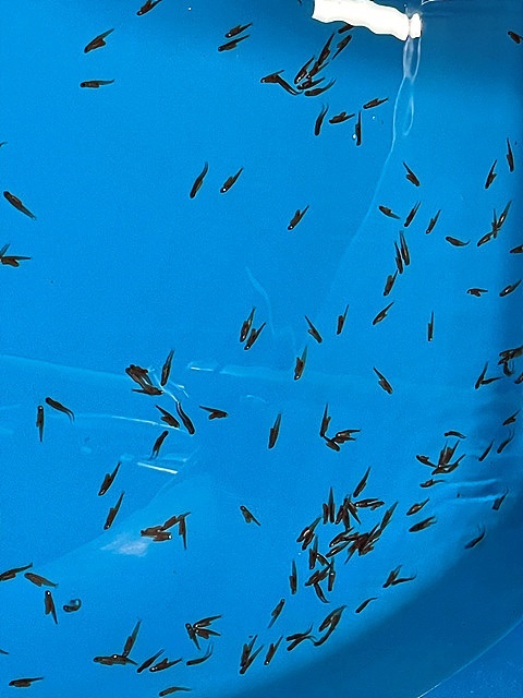 ▲ 연어 치어 모습 ⓒ 섬진강어류생태관