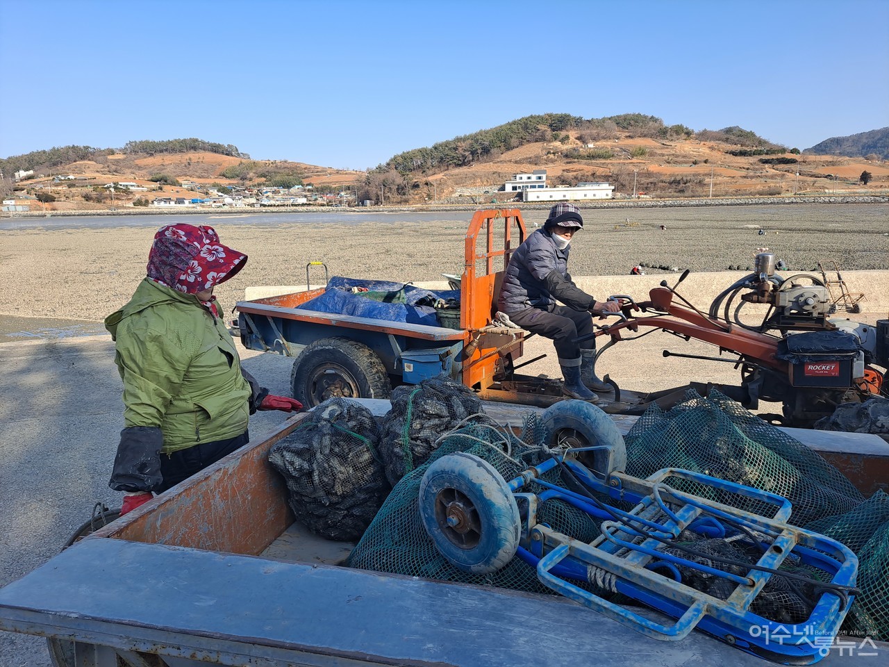 ▲ 수확한 석화 망태기 경운기에 싣고 가는 섬달천 주민 ⓒ여수넷통 자료사진