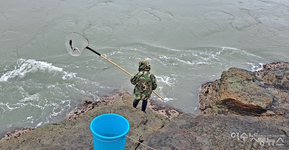 ▲3시간여의 기다림 속에 숭어를 낚아채는 짜릿한 광경은 진풍경이다.  ⓒ조찬현