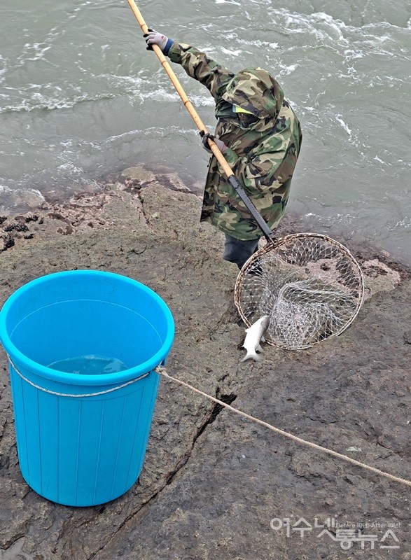 ▲해남 울돌목 보리숭어는 윤기가 나고 유난히 반짝인다.  ⓒ조찬현