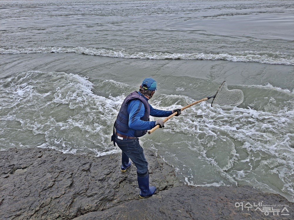 ▲어부가 보리숭어를 뜰채로 낚아챈다.  ⓒ조찬현