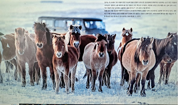 ▲ 영하 40도에서도 초원에서 자며 풀을 뜯는 몽골말들. ⓒ오문수
