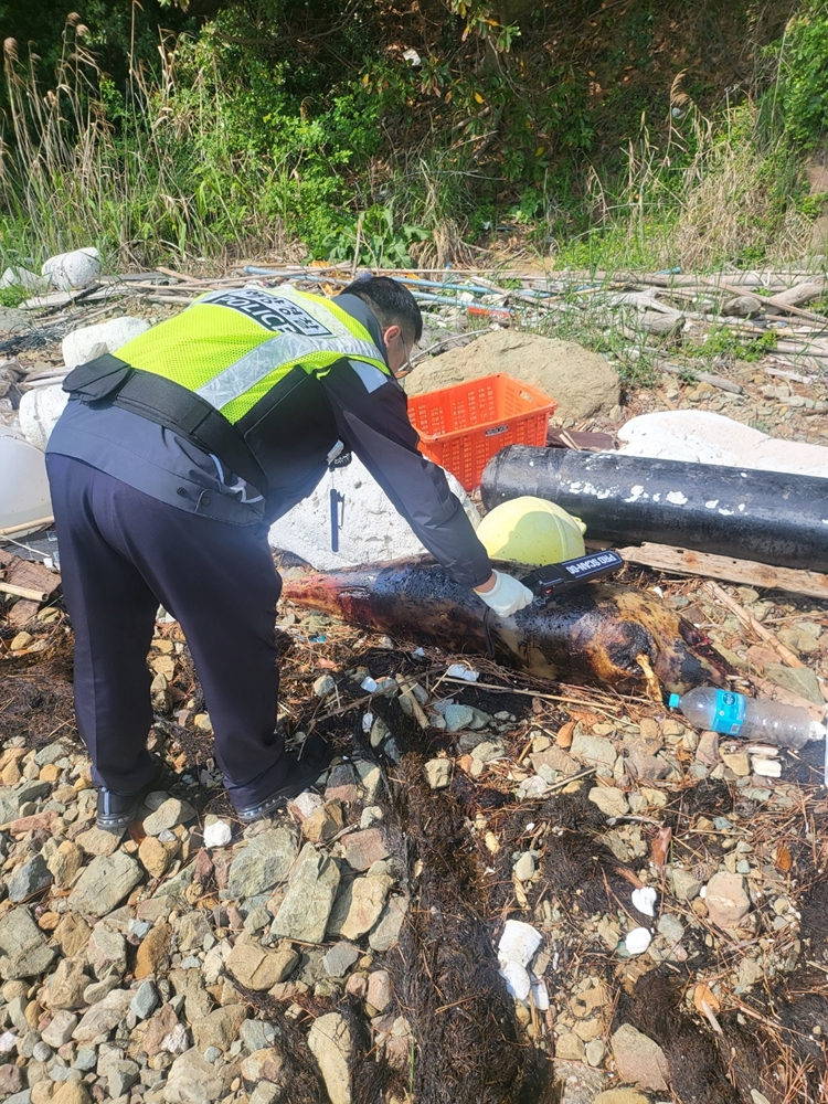 ▲ 여수해경이 상괭이 사체를 살펴보고 있다. ⓒ박근호