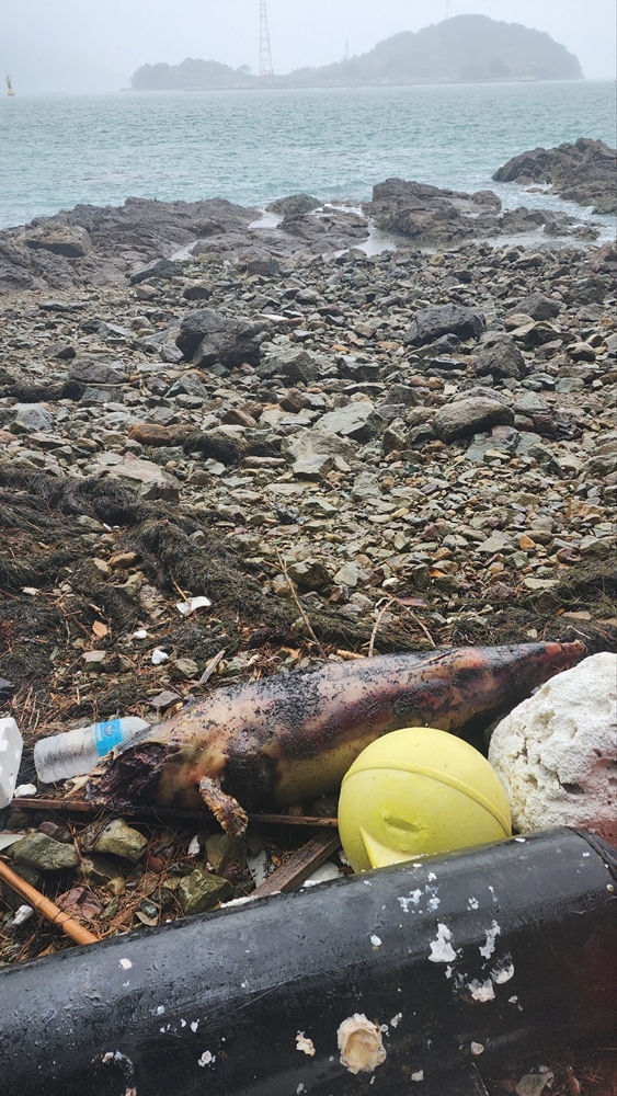 ▲ 해안가로 떠밀려온 상괭이사체 ⓒ박근호