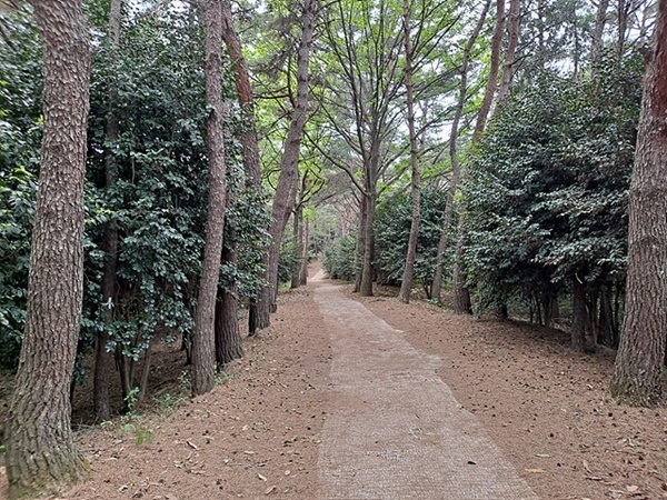 ▲ 이락사를 지나 첨망대로 가는 산책로 모습 ⓒ오문수