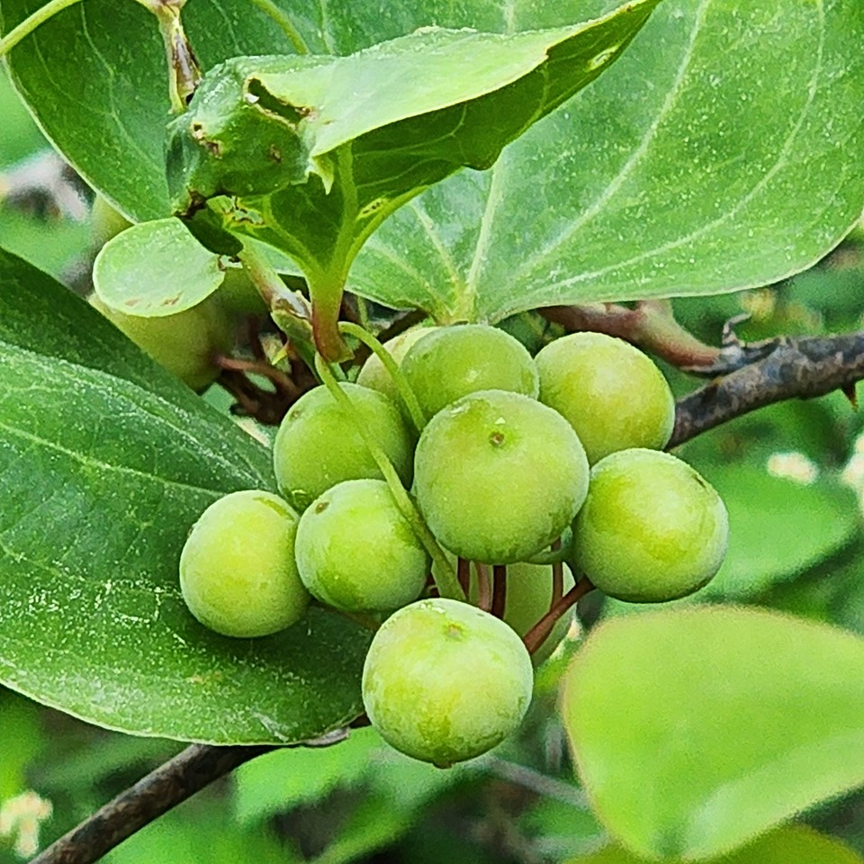 ▲ 통 큰 배움은 체성, 덕성, 지성을 안내한다.