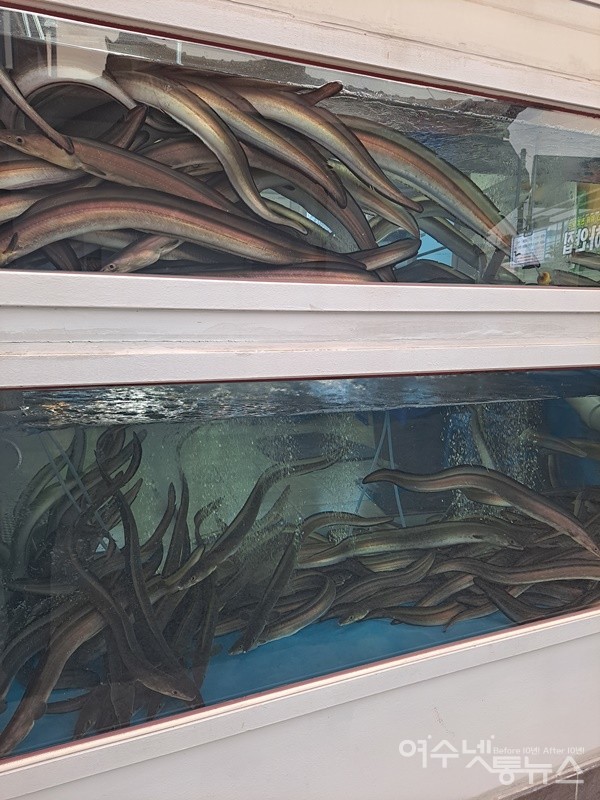 ▲당머리 횟집 수조에는 참장어가 가득하다. ⓒ조찬현