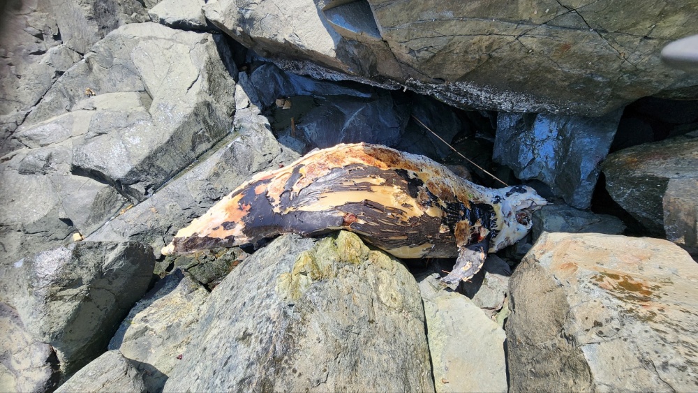 ▲안도 서고지 대부도 해안가에서 발견된 상괭이 사체