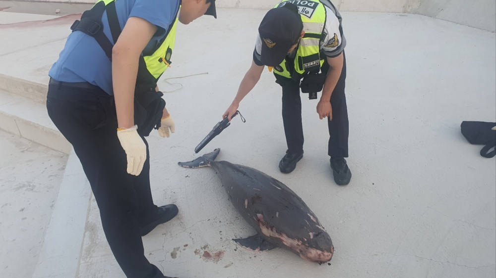 ▲ 해경이 부패가 심한 상괭이 사체를 살펴보고 있다.